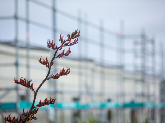 plant_on_building_site