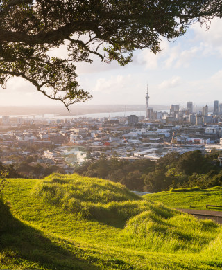 tree_in_auckland